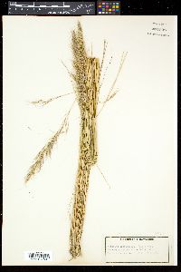 Aristida junciformis image