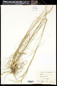 Aristida lanosa image