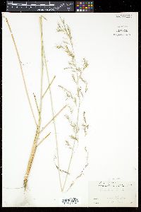 Aristida lanosa image
