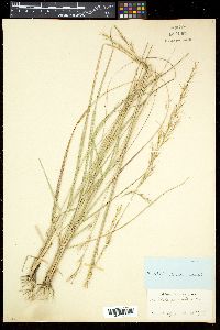 Aristida lanosa image