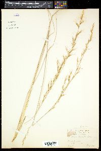 Aristida lanosa image