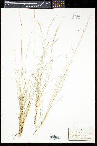 Bouteloua americana image