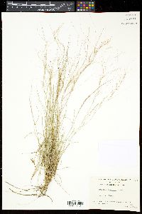 Aristida purpurea var. longiseta image