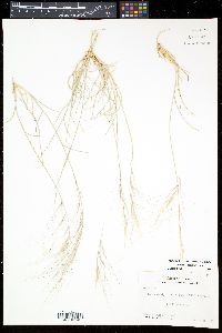Aristida purpurea var. longiseta image