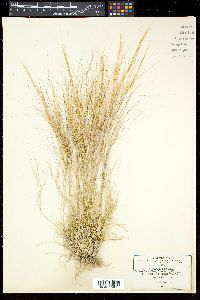 Aristida purpurea var. longiseta image