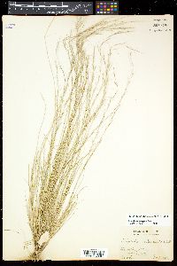 Aristida longespica image