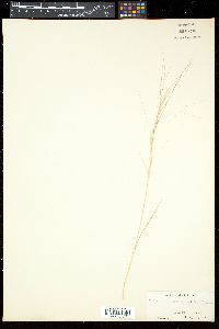 Aristida purpurea var. longiseta image
