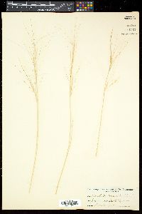 Aristida purpurea var. longiseta image