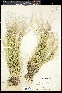 Aristida purpurea var. longiseta image