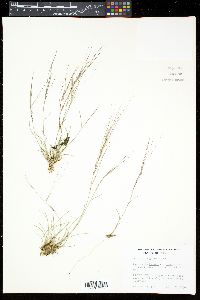 Aristida purpurea var. longiseta image