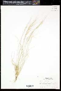 Aristida purpurea var. longiseta image