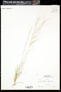 Aristida purpurea var. longiseta image