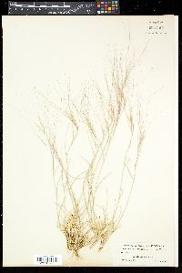 Aristida purpurea var. longiseta image