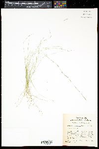 Aristida longespica image