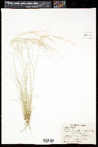 Aristida purpurea var. longiseta image