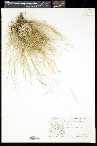 Aristida purpurea var. longiseta image