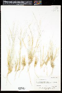 Aristida purpurea var. longiseta image