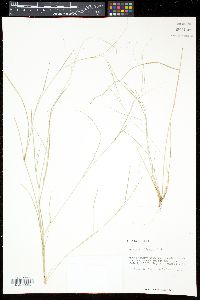 Aristida oligantha image