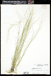Aristida oligantha image