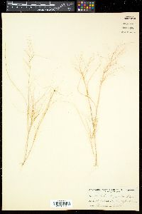Aristida oligantha image
