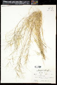 Aristida oligantha image