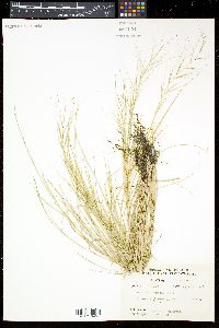 Aristida oligantha image