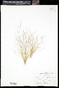 Aristida oligantha image