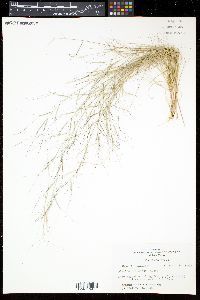 Aristida oligantha image