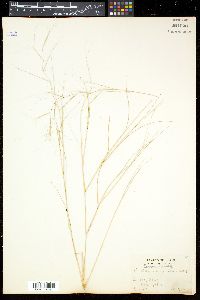Aristida oligantha image