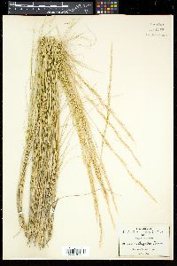Aristida orizabensis image