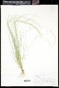 Aristida pansa image
