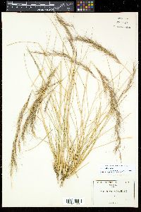 Aristida purpurea var. parishii image