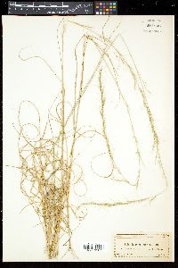 Aristida purpurascens image