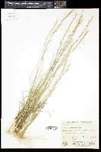 Aristida purpurascens image