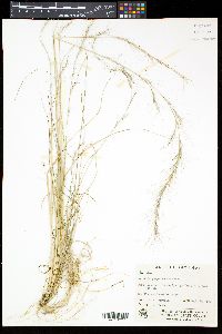 Aristida purpurascens image