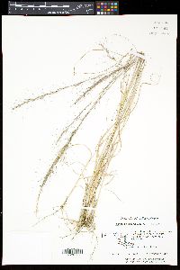 Aristida purpurascens image