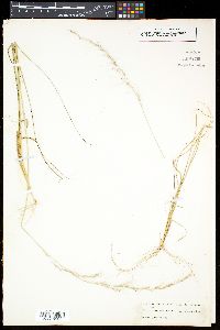 Aristida purpurascens image