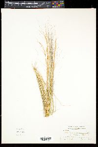 Aristida purpurea var. purpurea image
