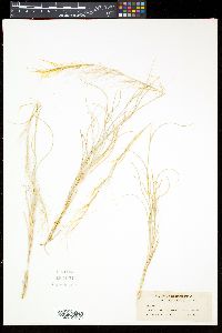Aristida purpurea var. purpurea image