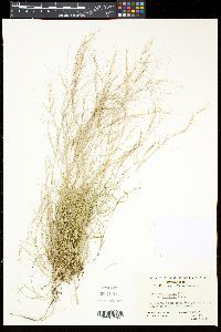 Aristida purpurea var. purpurea image
