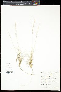 Aristida purpurea var. fendleriana image