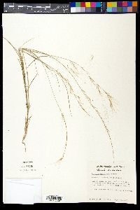 Aristida purpurea var. purpurea image