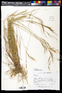 Aristida setifolia image