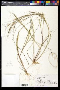 Aristida tuberculosa image