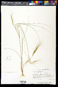 Aristida tuberculosa image