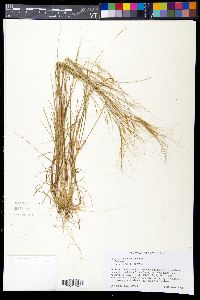 Aristida tuberculosa image