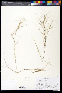 Aristida tuberculosa image