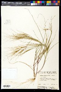 Aristida tuberculosa image