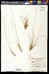 Aristida purpurea var. wrightii image