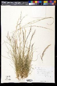 Aristida purpurea var. wrightii image
